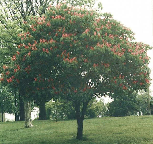 Aesculus carnea