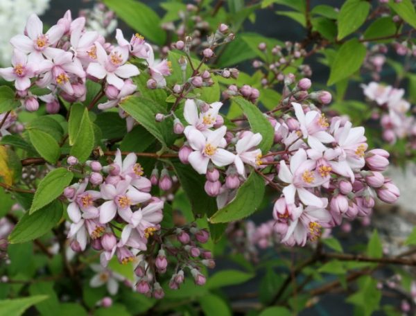 Deutzia hybrida Mont Rose