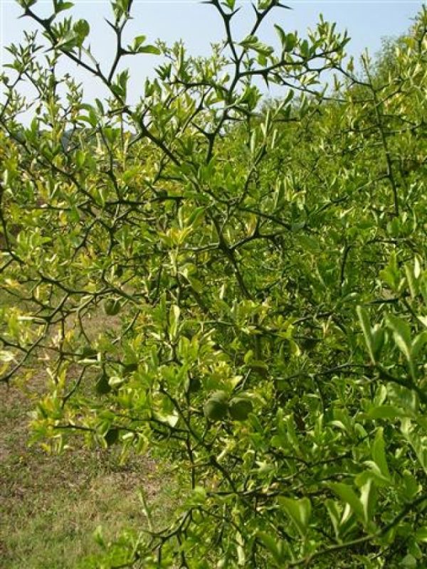 Citrus trifoliata (Poncirus)