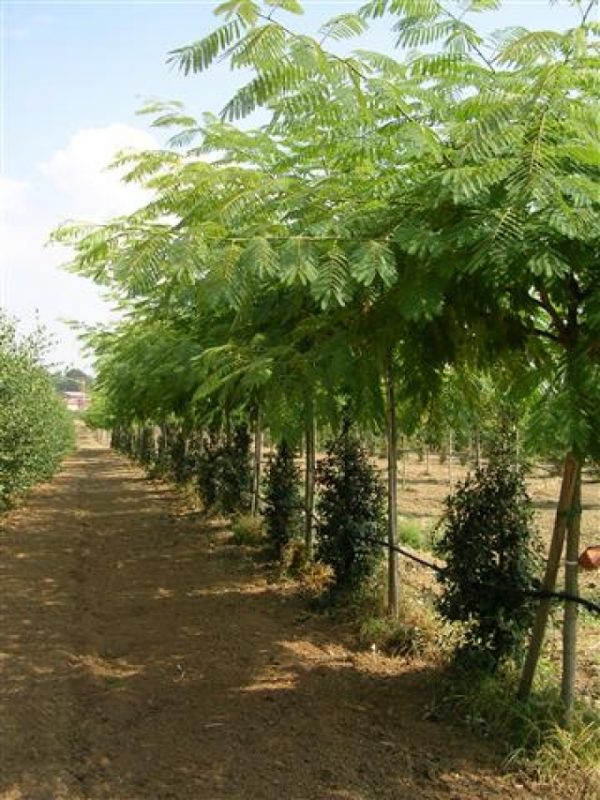 Albizia julibrissin