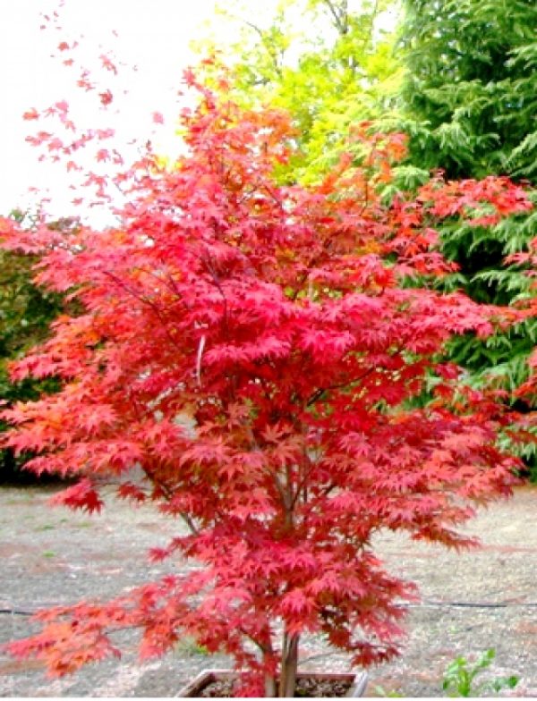 Acer palmatum Fireglow