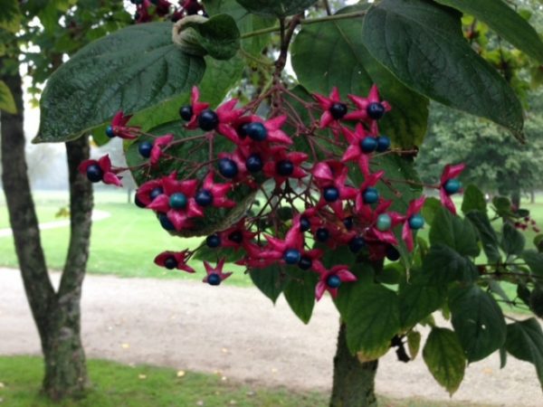 Clerodendron trichotomum