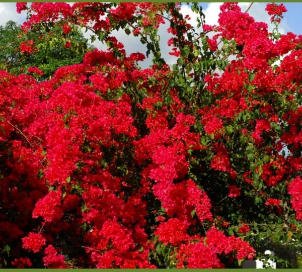 Bouganvillea Scarlett O'Hara