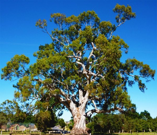 Eucalyptus camaldulensis