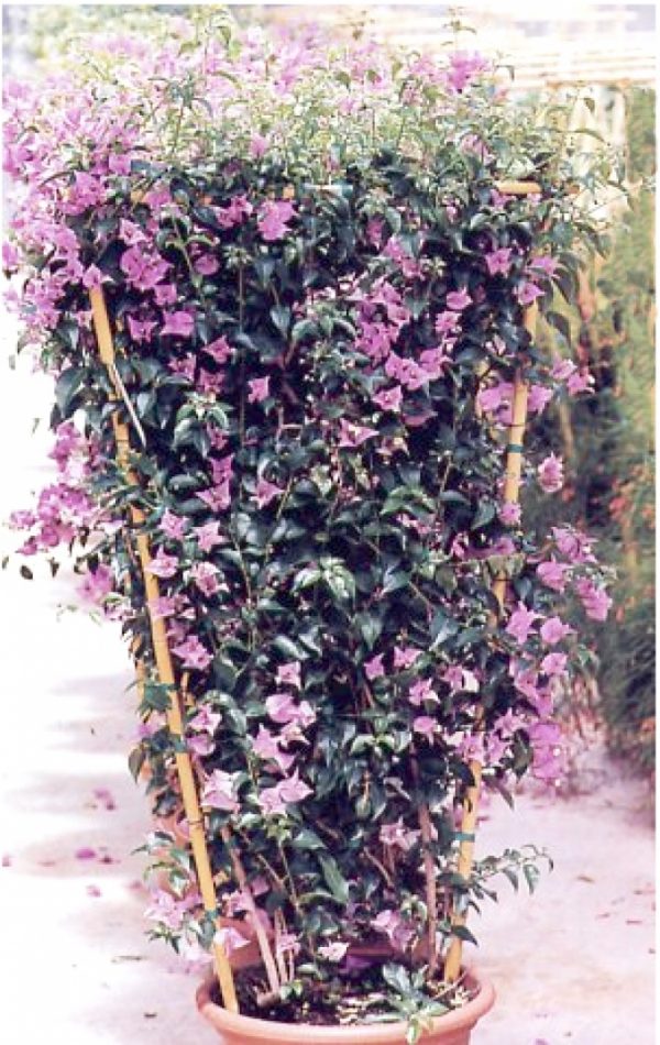 Bougainvillea Glabra Sanderiana