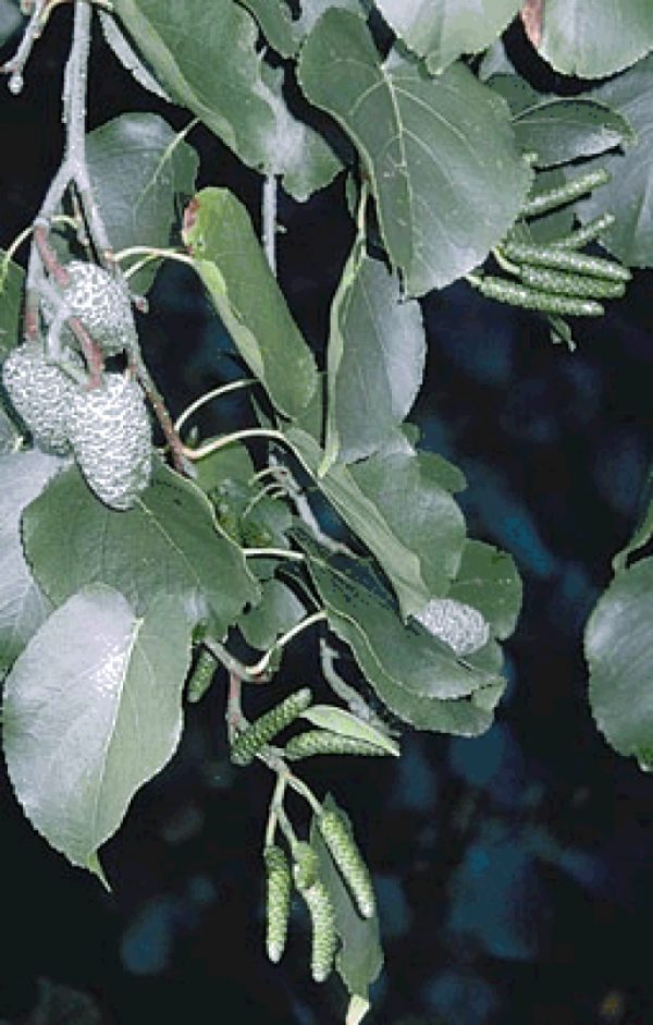 Alnus cordata