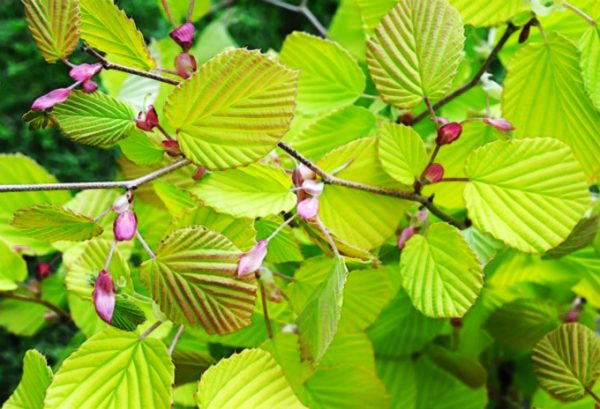 Corylopsis spicata