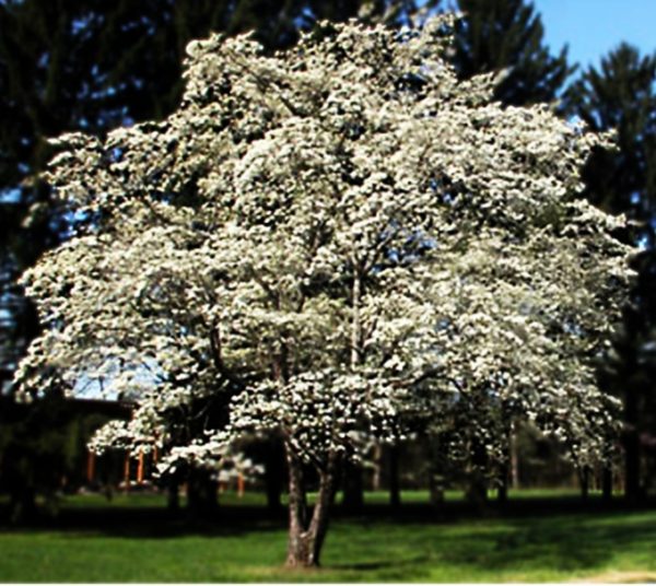 Cornus Florida Florsilva Ansaloni Dal 1967 Veste Il Tuo Verde 1440