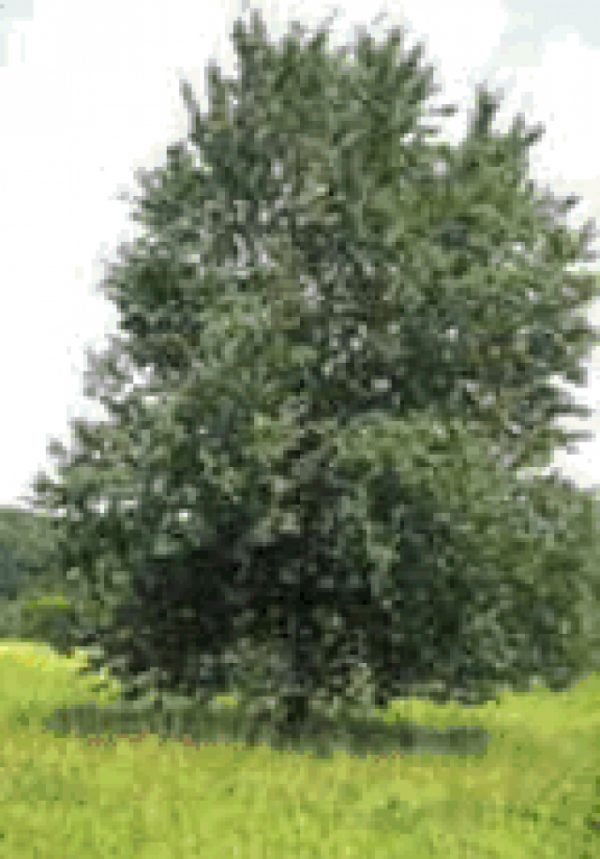 Betula verrucosa (B. alba)