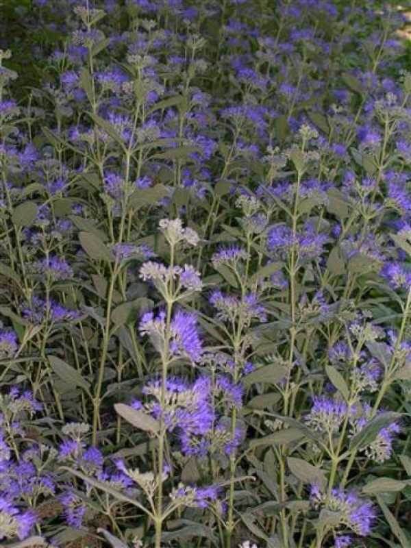 Caryopteris Kew Blue