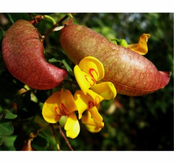 Colutea arborescens