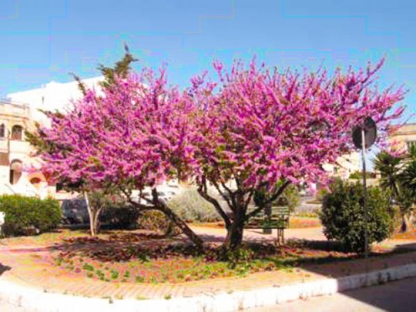 Cercis siliquastrum