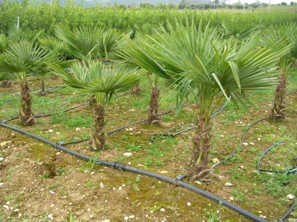 Chamaerops excelsa (Trachycarpos fortunei)